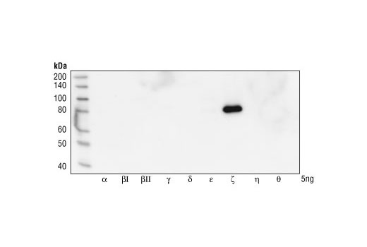 Western blot analysis of Baculovirus expressed PKC isoforms, demonstrating the isoform-specificty of PKCζ Antibody.
