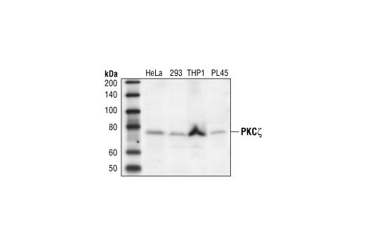 Western blot analysis of extracts of HeLa, 293, THP1 and PL45 cells, using PKCζ Antibody.
