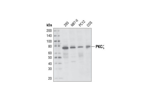 Western blot analysis of extracts from 293, NBT-II, PC12 and COS cells, using PKCζ (C24E6) Rabbit mAb.