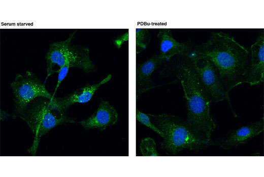 Confocal immunofluorescent analysis of HT-1080 cells, serum starved (left) or treated with phorbol di-butyrate (PDBu) (100 nM for 15 min) using PKD2 (D1A7) Rabbit mAb (green). Blue pseudocolor = DRAQ5 ® #4084 (fluorescent DNA dye).