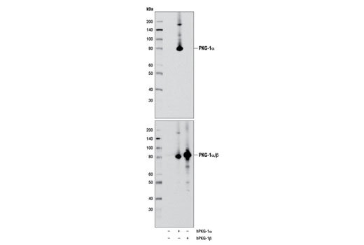 Western blot analysis of extracts from COS-7 cells, mock transfected (-) or transfected with constructs expressing full-length human PKG-1α (hPKG-1α; +) or PKG-1β (hPKG-1β; +), using PKG-1α (D10G2) Rabbit mAb (upper) or PKG-1 (C8A4) Rabbit mAb #3248 (lower).