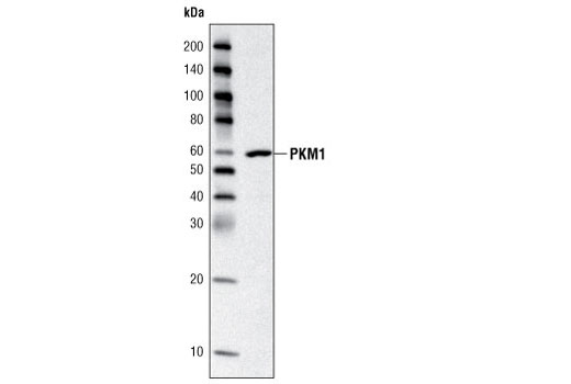 Western blot analysis of extract from mouse muscle using PKM1/2 Antibody.