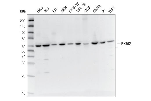 Western blot analysis of extracts from various cell lines using PKM1/2 Antibody.
