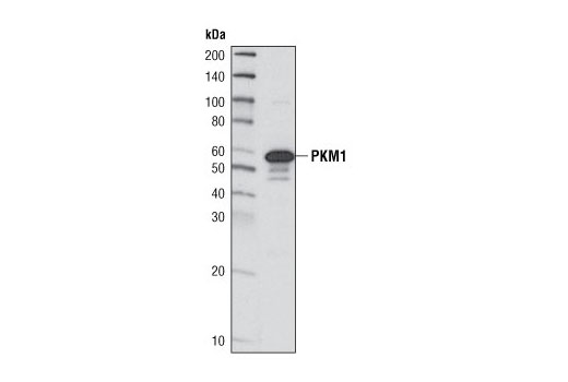 Western blot analysis of extract from mouse muscle using PKM1/2 (C5E6) Rabbit mAb.