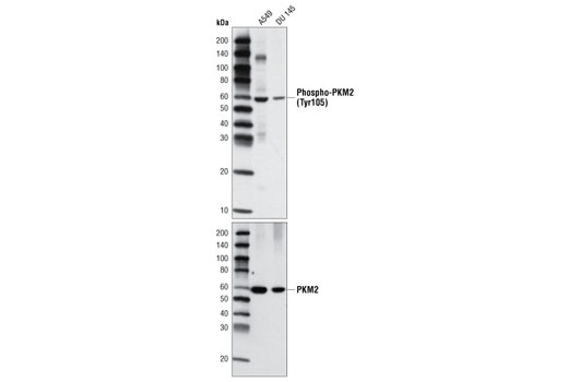 Western blot analysis of extracts from A549 and DU 145 cells using Phospho-PKM2 (Tyr105) Antibody (upper) or PKM2 Antibody #3198 (lower).
