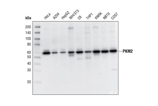 Western blot analysis of extracts from various cell lines using PKM2 Antibody.
