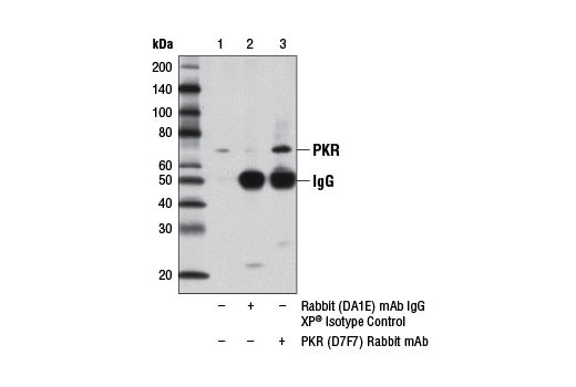 Immunoprecipitation of PKR from PANC-1 cell extracts, using Rabbit (DA1E) mAb IgG XP ® Isotype Control #3900 (lane 2) or PKR (D7F7) Rabbit mAb (lane 3). Lane 1 is 10% input. Western blot analysis was performed using PKR (D7F7) Rabbit mAb.