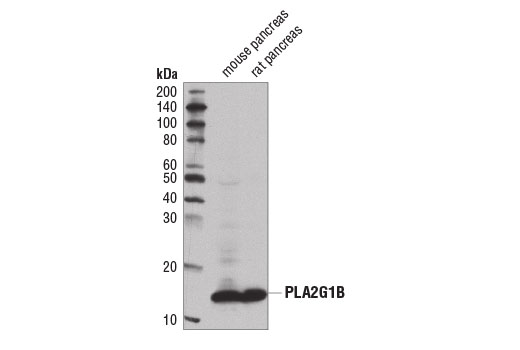 Western blot analysis of extracts from mouse and rat pancreas using PLA2G1B (D1T4C) Rabbit mAb.