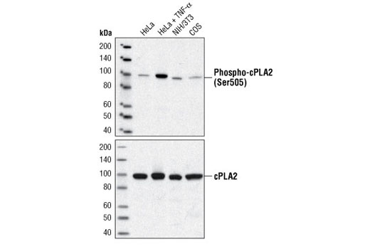 Western blot analysis of extracts from HeLa cells, untreated or TNF-α-treated (10 ng/ml for 15 minutes), and NIH/3T3 and COS cells, using Phospho-cPLA2 (Ser505) Antibody #2831 (upper) or cPLA2 Antibody (lower).