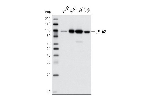 Western blot analysis of extracts from various cell lines using cPLA2 (D11H4) Rabbit mAb.