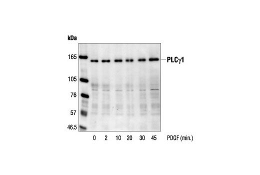 Western blot analysis of extracts from NIH/3T3 cells, untreated or PDGF-stimulated for the indicated times, using PLCγ1 Antibody.