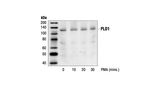 Western blot analysis of extracts from HeLa cells stimulated with PMA for 0, 10, 20 and 30 minutes using PLD1 Antibody.