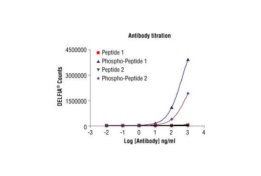 Validation of Phospho-PLK1 (Thr210) Antibody (ELISA-Specific) in peptide DELFIA® assay using phospho-, nonphospho-peptide controls, and DELFIA® secondary antibodies (available from Perkin Elmer Life and Analytical Sciences). At 1ug/ml the S/N=84 for Peptide 1 (VEYDGERKKT*L) , while the S/N=134 for Peptide 2 (GERKKT*LCGTPNYI), (n=2).