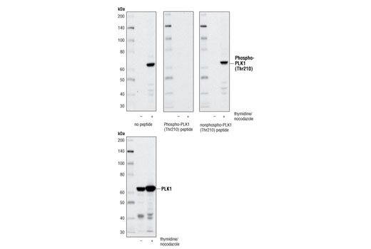 Western blot analysis of extracts from HT-29 cells, asynchronous or synchronized in mitosis using Phospho-PLK1 (Thr210) Antibody. The antibody was pre-incubated with a PLK1 phospho-Thr210 peptide or nonphospho-peptide as indicated. The same lysates were examined using total PLK1 (208G4) Rabbit mAb #4513.