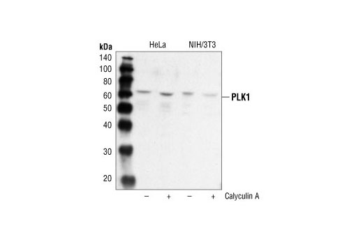 Western blot analysis of extracts from HeLa and NIH/3T3 cells, untreated or treated with calyculin A #9902 (100 nM, 10 min), using PLK1 Antibody.