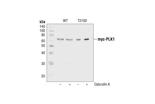 Western blot analysis of extracts from HeLa cells overexpressing wild type (WT) or mutant (T210D) myc-PLK1, using PLK1 Antibody.