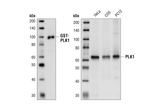 Western blot analysis of GSK-PLK1 fusion protein and extracts from HeLa, COS and PC12 cells, using PLK1 (208G4) Rabbit mAb.