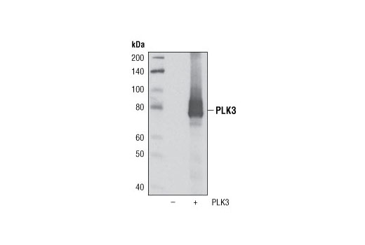 Western blot analysis of extracts from 293T cells, mock transfected (-) or transfected with a human PLK3 construct (+), using PLK3 (D14F12) Rabbit mAb.