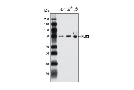 Western blot analysis of extracts from HEL, A549 and A20 cells using PLK3 (D14F12) Rabbit mAb.