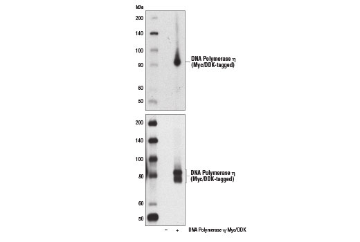 Western blot analysis of extracts from 293T cells, mock transfected (-) or transfected with a construct expressing Myc/DDK-tagged full-length human POLH protein (hPOLH-Myc/DDK; +), using DNA Polymerase η (E1I7T) Rabbit mAb (upper) and Myc-Tag (71D10) Rabbit mAb #2278 (lower).