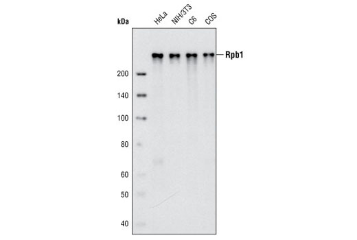 Western blot analysis of extracts from various cell lines using Rpb1 CTD (4H8) Mouse mAb.