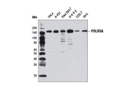 Western blot analysis of extracts from various cell lines using POLR3A (D5Y2D) Rabbit mAb.