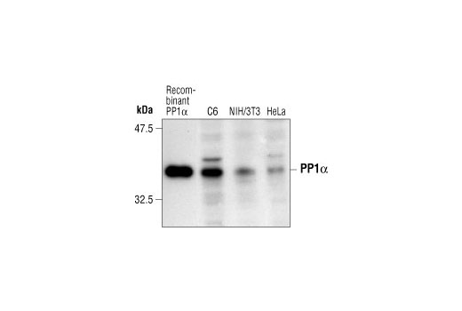 Western blot analysis of purified recombinant PP1α protein (lane 1), and extracts from C6, NIH/3T3 and HeLa cells (lanes 2-4), using PP1α Antibody.