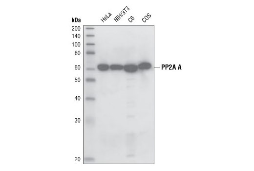 Western blot analysis of extracts from HeLa, NIH/3T3, C6 and COS cells, using PP2A A Subunit (6G3) Rat mAb.