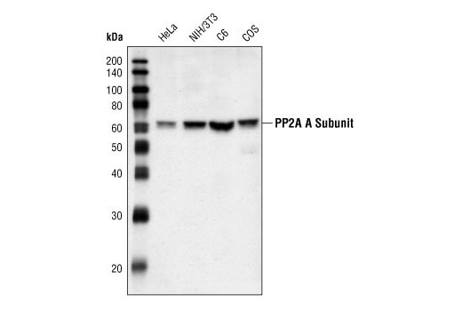 Western blot analysis of extracts from HeLa, NIH/3T3, C6 and COS cells, using PP2A A Subunit Antibody.