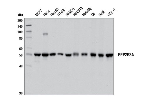 Western blot analysis of extracts from various cell lines using PPP2R2A (2G9) Mouse mAb.