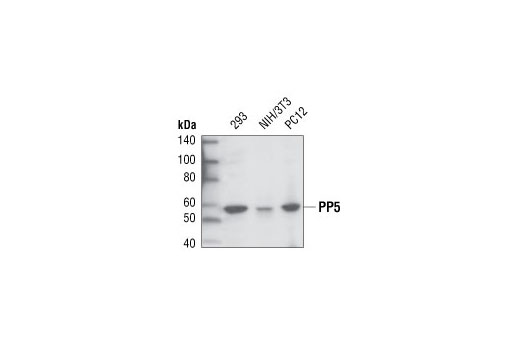 Western blot analysis of extracts from 293, NIH/3T3 and PC12 cells, using PP5 Antibody.