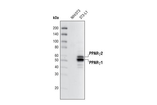 Western blot analysis of extracts from NIH/3T3 and 3T3-L1 cells (differentiated 6 days) using PPARγ (81B8) Rabbit mAb.