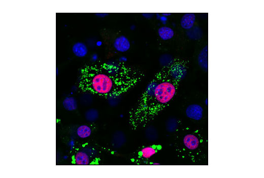 Confocal immunofluorescent analysis of 3T3-L1 cells, using PPARγ (81B8) Rabbit mAb (red) showing nuclear localization in differentiated cells. Lipid droplets have been labeled with BODIPY 493/503 (green). Blue pseudocolor = DRAQ5 ® #4084 (fluorescent DNA dye).