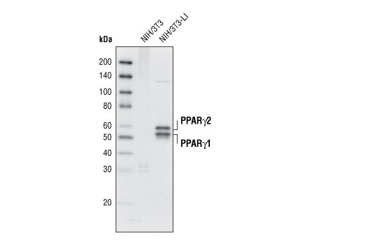 Western blot analysis of extracts from NIH/3T3 and NIH/3T3-L1 cells (differentiated 6 days) using PPARγ (D69) Antibody.