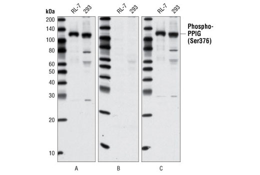 Western blot analysis of extracts from RL-7 and HEK-293 cells, using Phospho-PPIG (Ser376) Antibody alone (A) or preincubated with either phospho-PPIG (Ser376) peptide (B) or nonphospho-PPIG (Ser376) peptide (C).