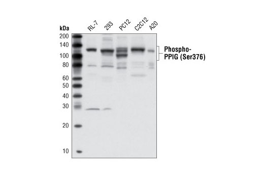 Western blot analysis of extracts from various cell lines using Phospho-PPIG (Ser376) Antibody.
