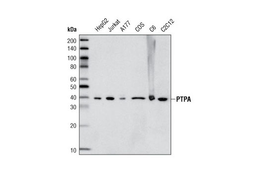 Western blot analysis of extracts from various cell lines using PTPA/PPP2R4 Antibody.