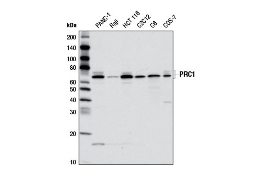 Western blot analysis of extracts from various cell lines using PRC1 Antibody.