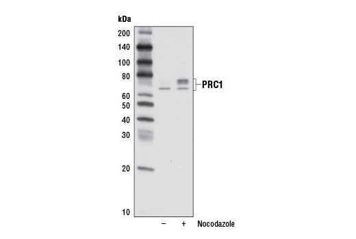 Western blot analysis of extracts from HeLa cells, untreated (-) or nocodazole-treated (+; 100 ng/ml overnight) to induce mitotic arrest and increase CDK1 activity. Increased CDK1 activity induces PRC1 phosphorylation, as indicated by the upper band.