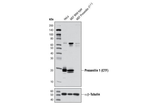Western blot analysis of extracts from HeLa, wild-type MEF, and Presenilin 1 (-/-) MEF cells using Presenilin 1 (D39D1) Rabbit mAb (upper) and α/β-Tubulin Antibody #2148 (lower). (Wild-type MEF and Presenilin 1 (-/-) MEF cells were kindly provided by Dr. Bart De Strooper, K.U.Leuven, Belgium).