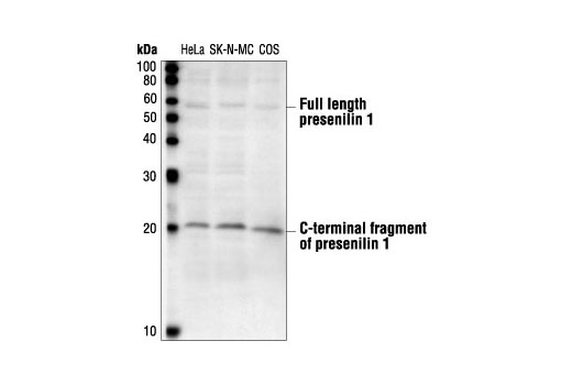 Western blot analysis of extracts from HeLa, SK-N-MC and COS cells, using Presenilin 1 Antibody.