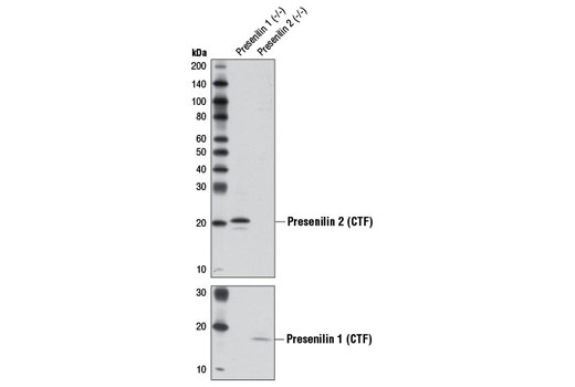 Western blot analysis of extracts from Presenilin 1 (-/-) and Presenilin 2 (-/-) MEF cells using Presenilin 2 (D30G3) Rabbit mAb (upper) and Presenilin 1 (D39D1) Rabbit mAb #5643 (lower). (Presenilin 1 (-/-) and Presenilin 2 (-/-) MEF cells were kindly provided by Dr. Bart De Strooper, K.U.Leuven, Belgium).