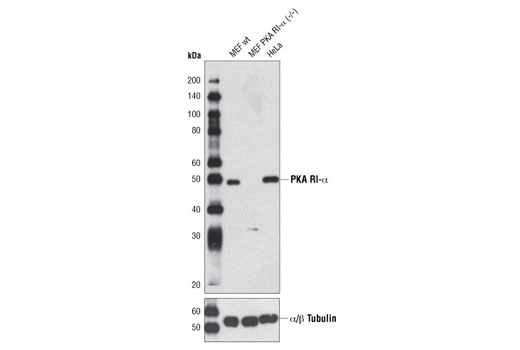 Western blot analysis of extracts from MEF wild-type, MEF PKA RI-α (-/-) and HeLa cells using PKA RI-α (D54D9) Rabbit mAb. MEF wild-type and PKA RI-α (-/-) cells were kindly provided by Dr. Lawrence Kirschner, The Ohio State University, Columbus, OH.