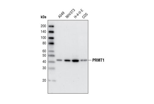 Western blot analysis of cell lysates from A549, NIH/3T3, H-4-II-E and COS cells using PRMT1 Antibody.