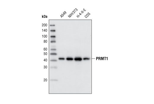 Western blot analysis of cell lysates from A549, NIH/3T3, H-4-II-E and COS cells using PRMT1 Antibody.