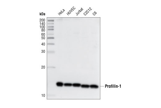 Western blot analysis of extracts from various cell lines, using Profilin-1 Antibody.