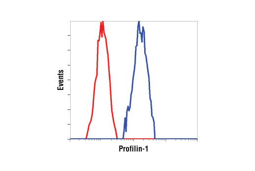 Flow cytometric analysis of HeLa cells, using Profilin-1 antibody (blue) compared to a nonspecific negative control antibody (red).