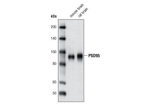 Western blot analysis of extracts from mouse and rat brain using PSD95 (D74D3) XP ® Rabbit mAb.