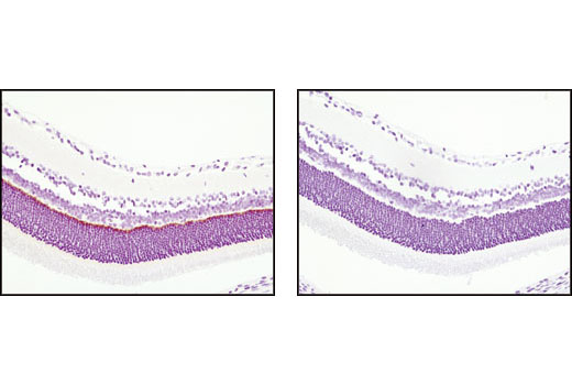 Immunohistochemical analysis of paraffin-embedded rat retina using PSD95 (D74D3) XP ® Rabbit mAb in the presence of control peptide (left) or antigen-specific peptide (right).