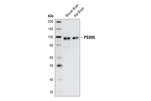 Western blot analysis of extracts from mouse and rat brain, using PSD95 Antibody.